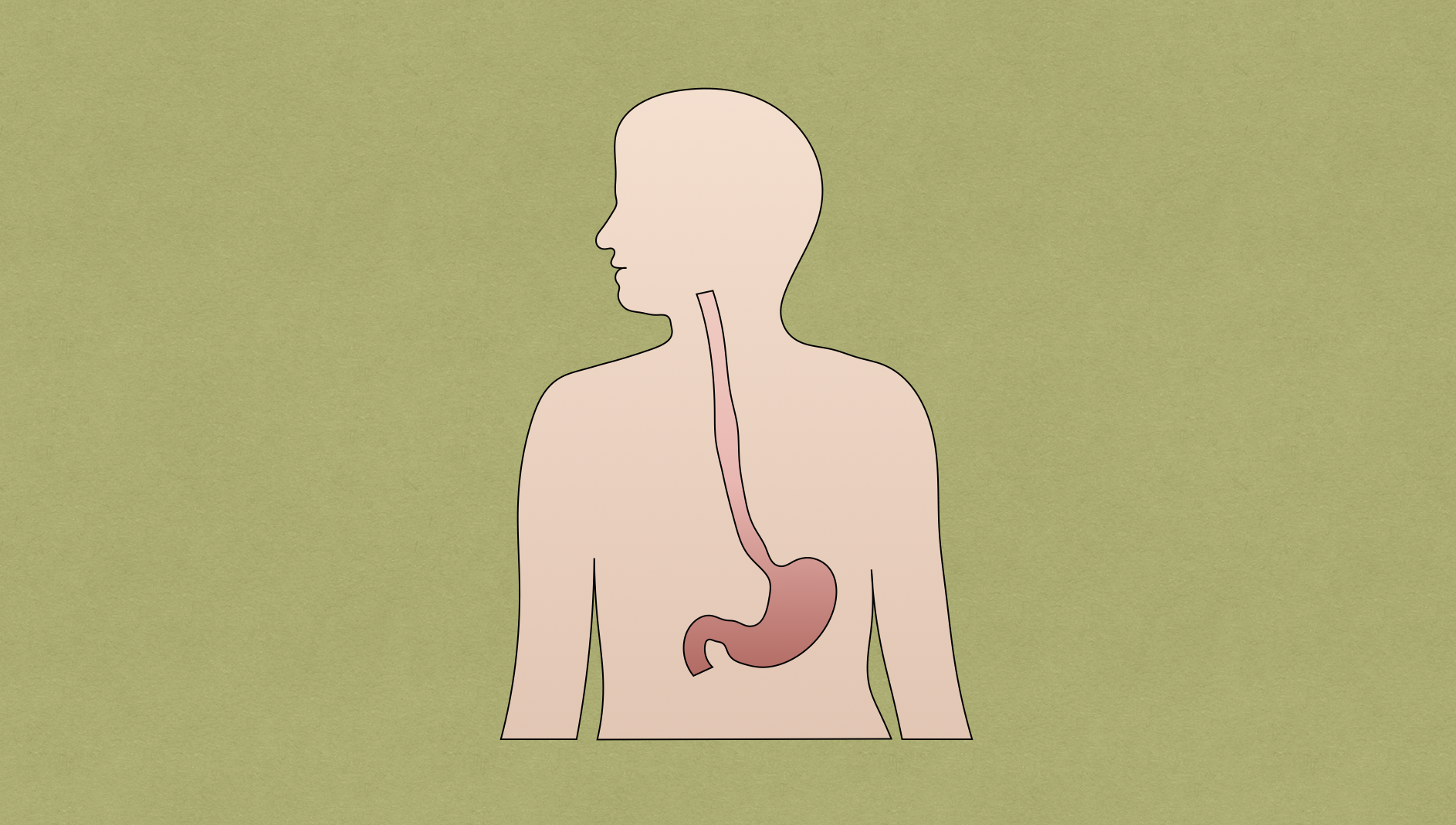 Esophagus Anatomy